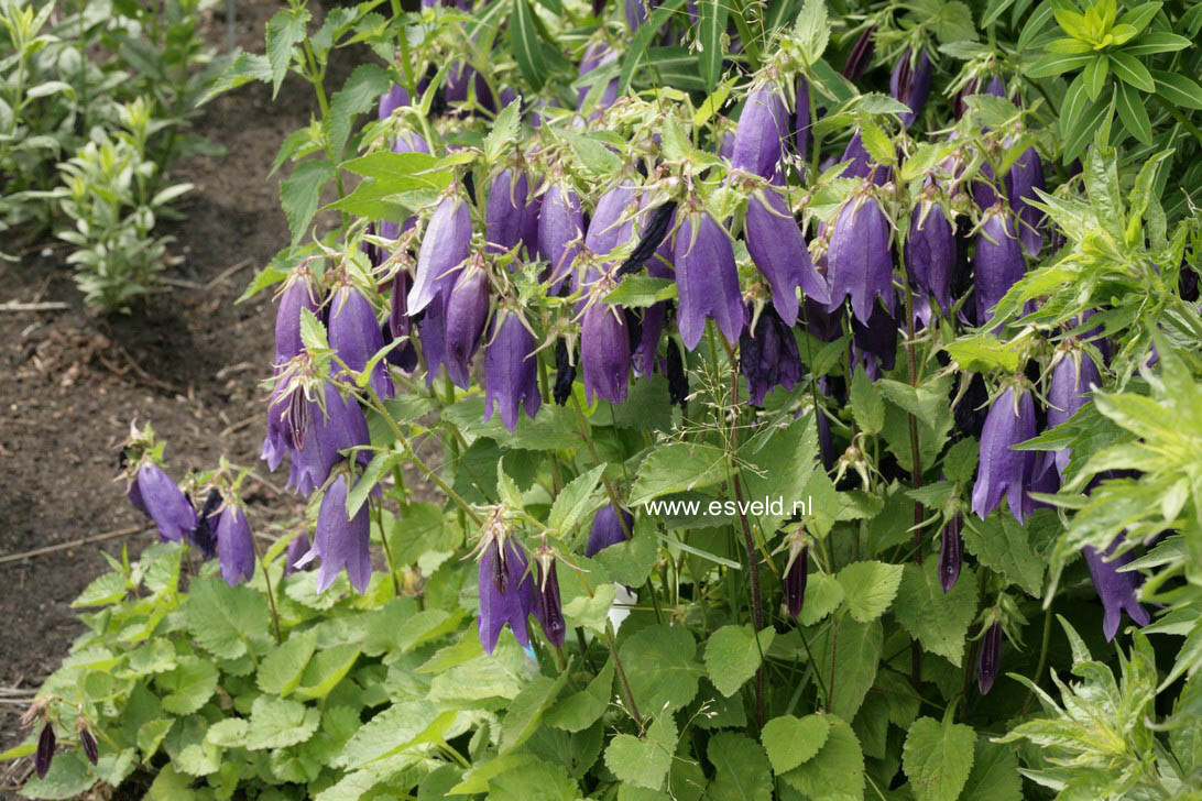 Campanula 'Sarastro'