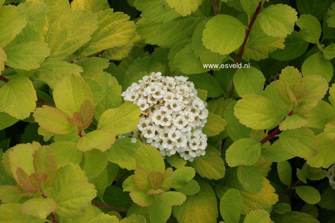 Picture and description of Spiraea betulifolia 'Tor Gold'