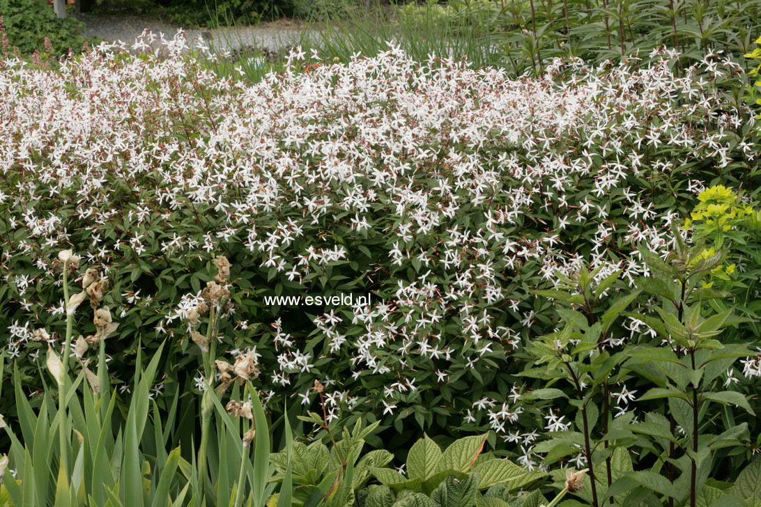 Gillenia trifoliata