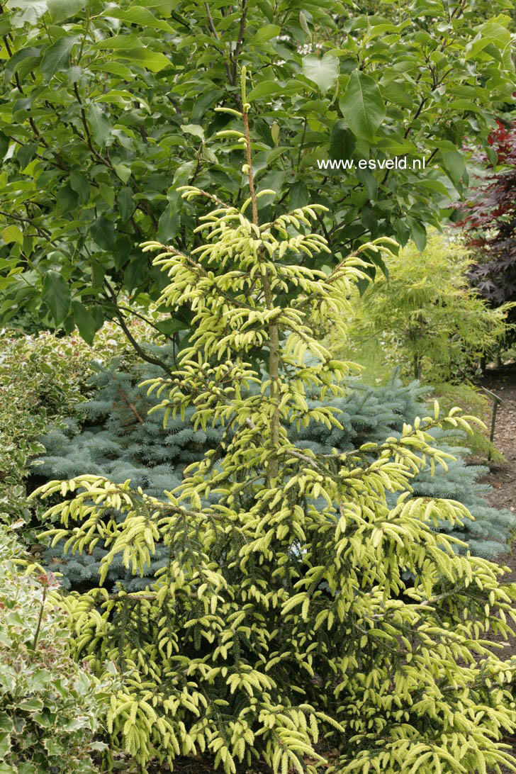 Picea orientalis 'Aureospicata'