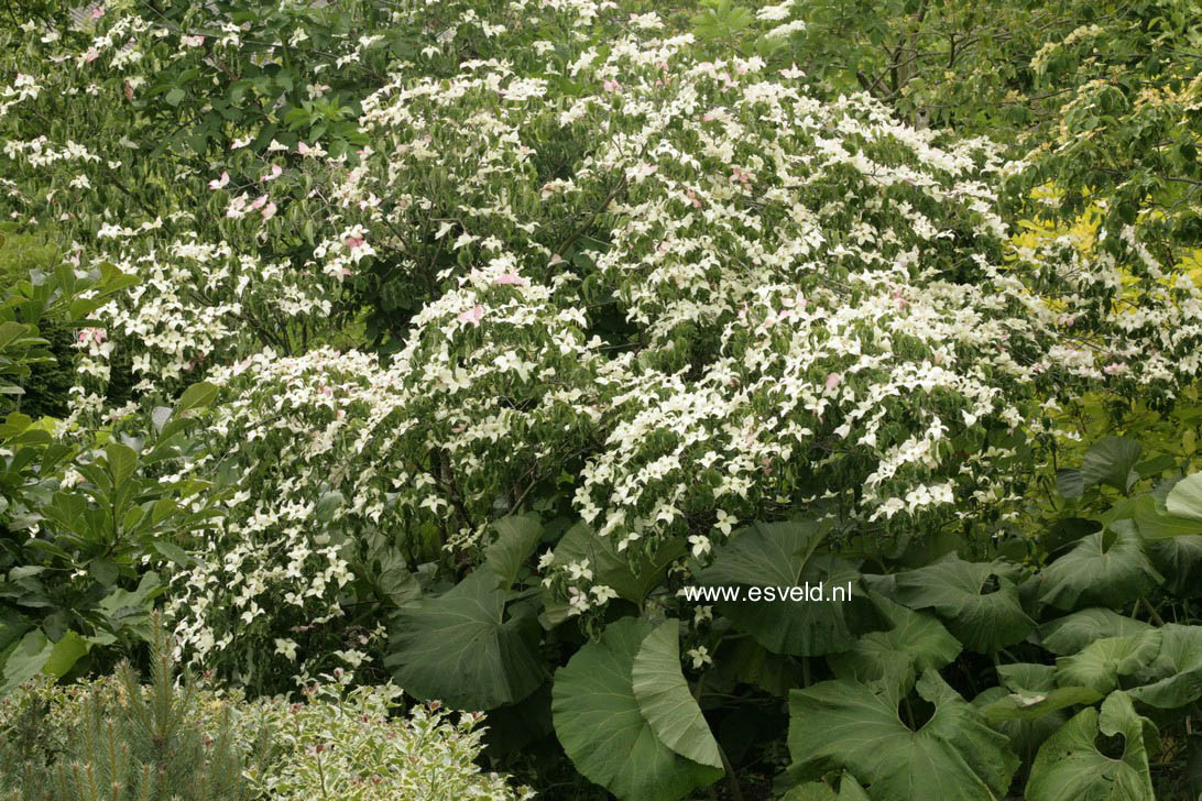 Cornus kousa