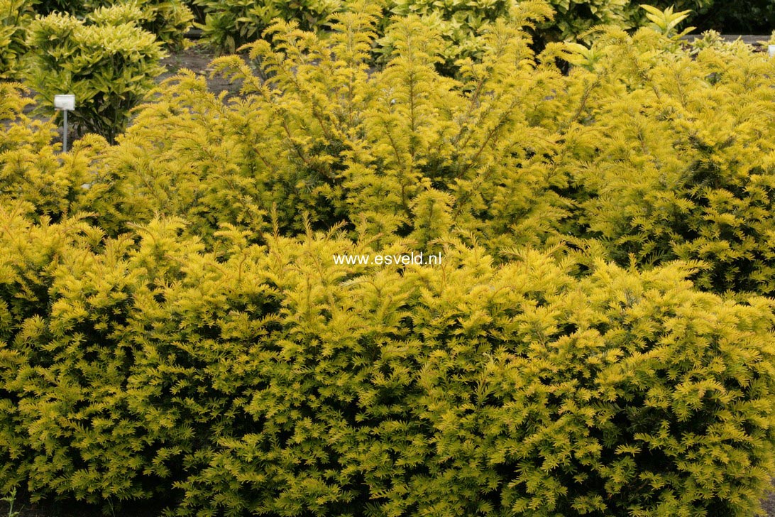 Taxus baccata 'Golden Carol'