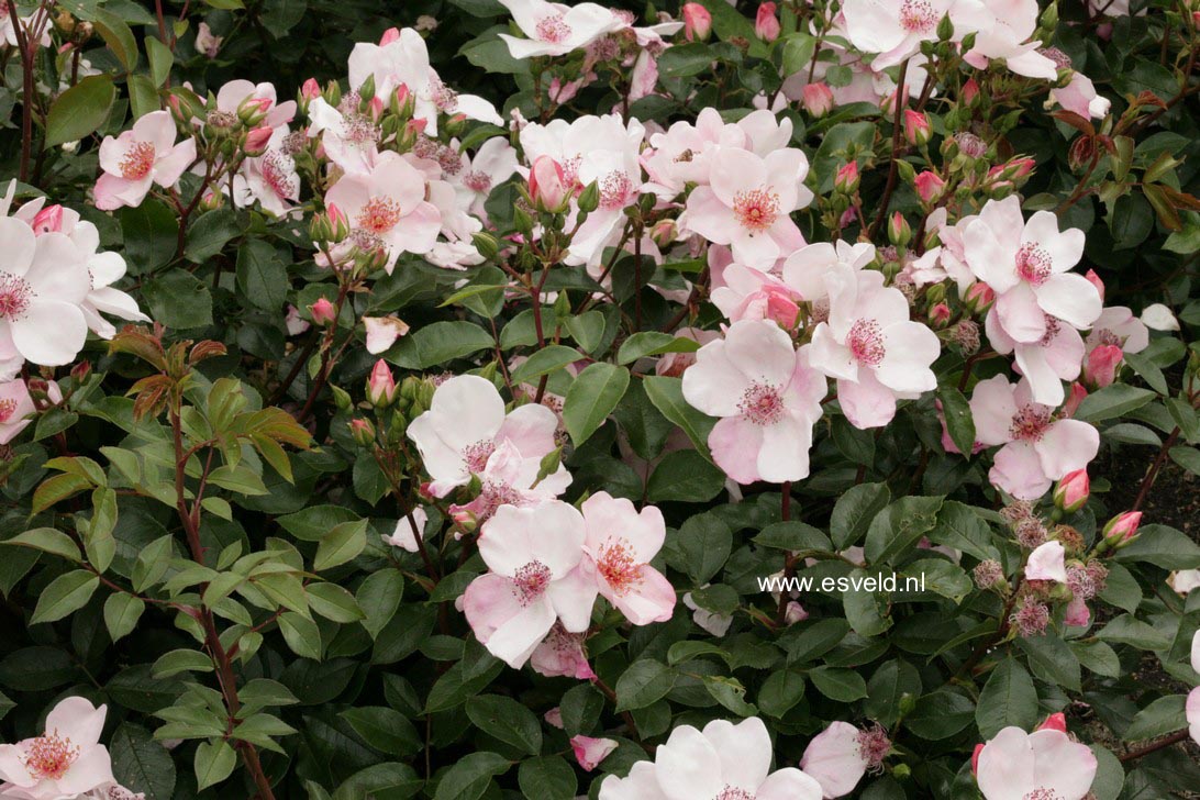 Rosa 'Meiguimov' (SWEET PRETTY)