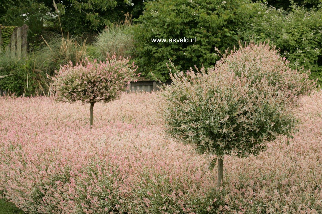 Salix integra 'Hakuro nishiki'