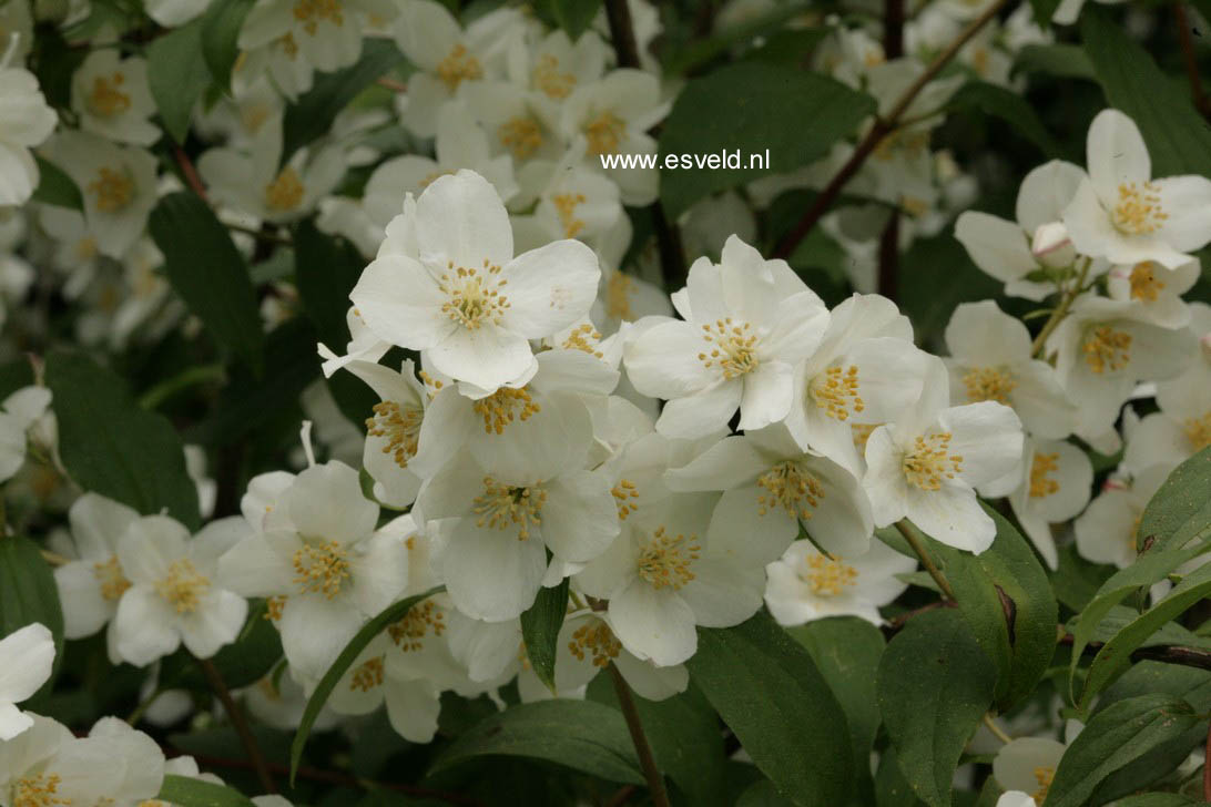 Philadelphus lewisii 'Waterton'