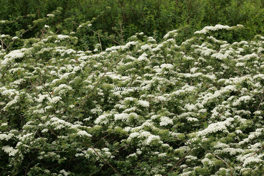 Spiraea nipponica 'Gelspir' (WHITE CARPET)