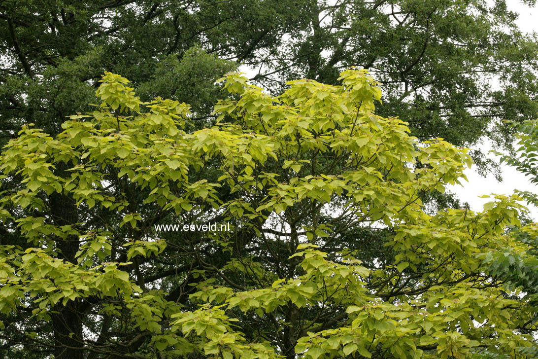 Catalpa bignonioides 'Aurea'