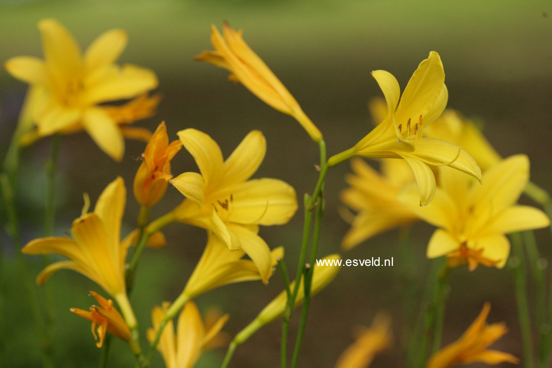 Hemerocallis lilioasphodelus