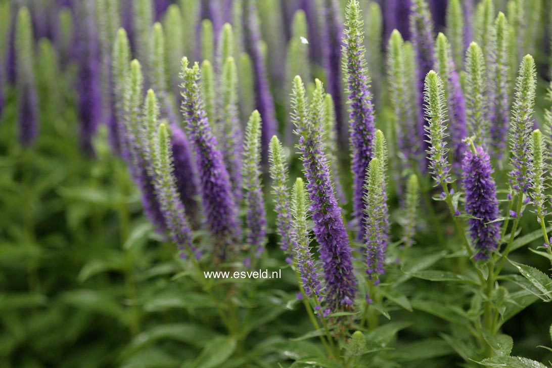 Veronica spicata 'Ulster Dwarf Blue'