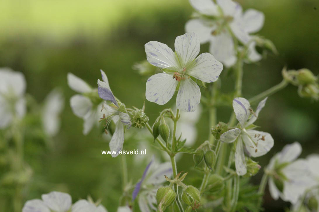 Geranium pratense 'Splish Splash'