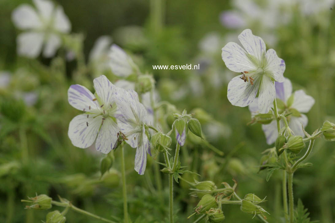 Geranium pratense 'Splish Splash'