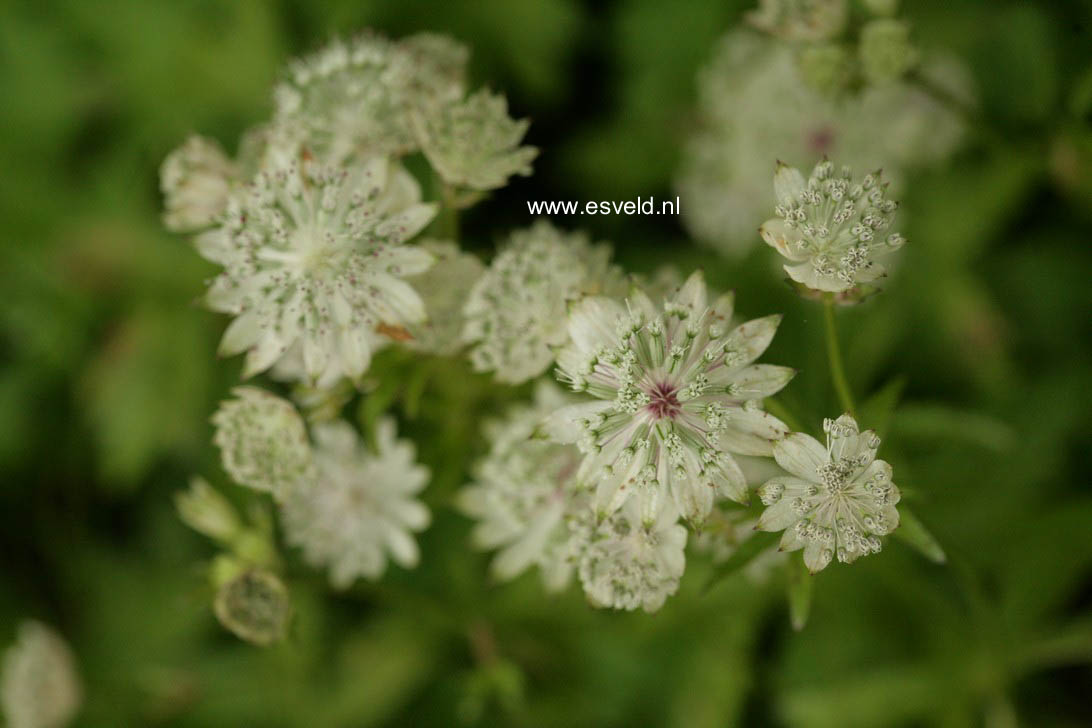 Astrantia major 'Snow Star'