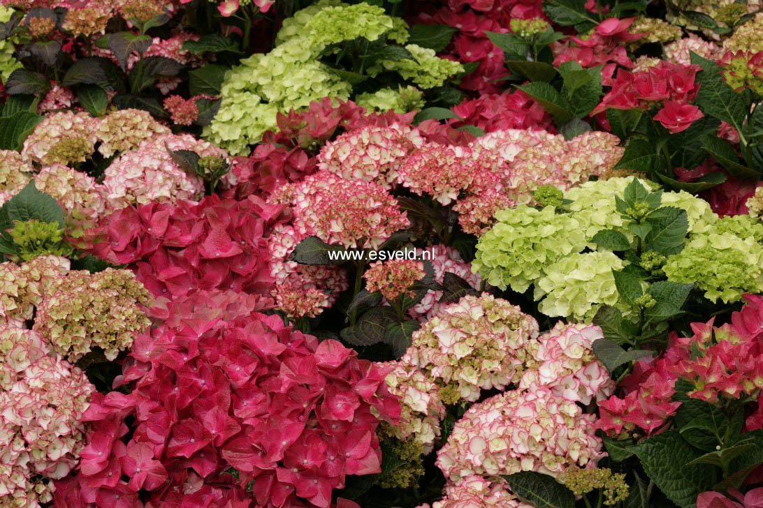 Hydrangea macrophylla