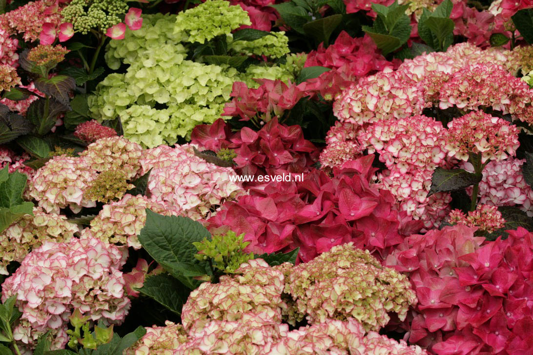 Hydrangea macrophylla