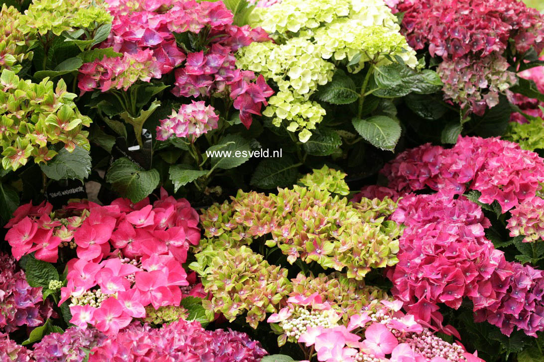 Hydrangea macrophylla