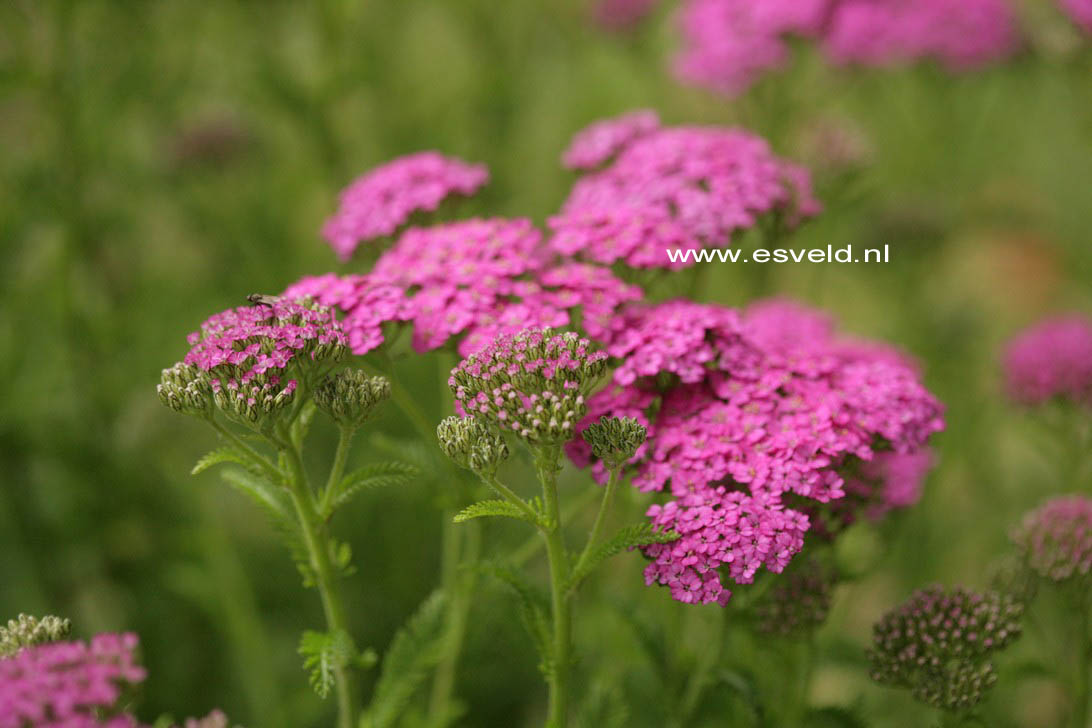 Achillea millefolium 'Pretty Belinda'