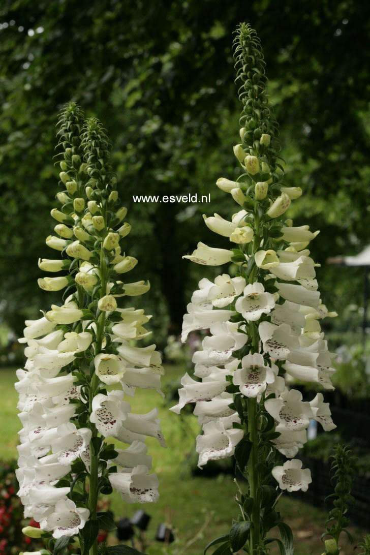 Digitalis purpurea 'Alba'