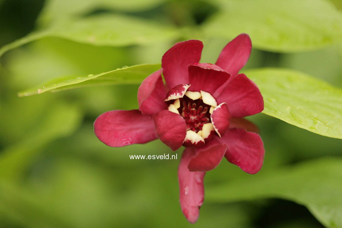 Calycanthus floridus 'Aphrodite'