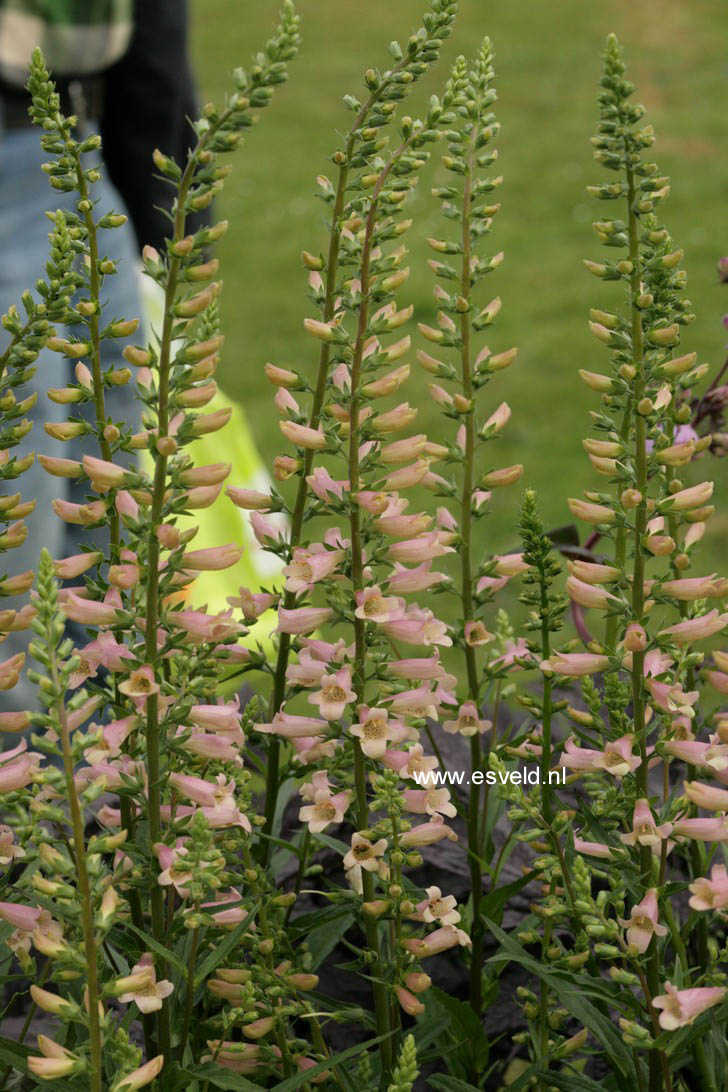 Digitalis 'Glory of Roundway'
