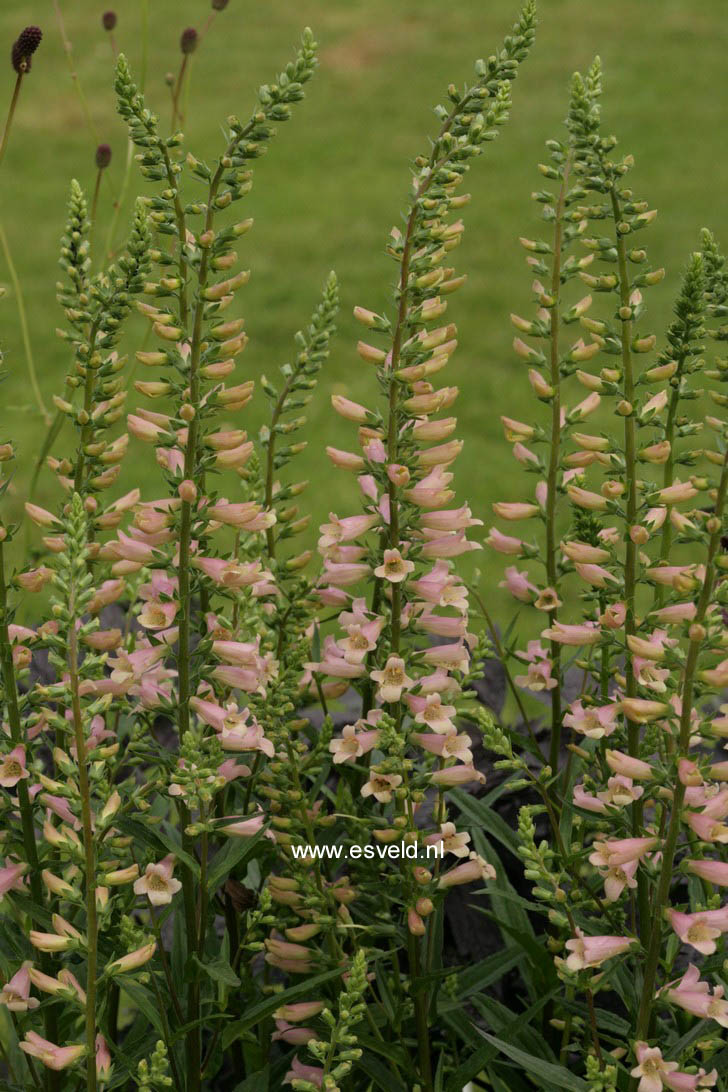 Digitalis 'Glory of Roundway'