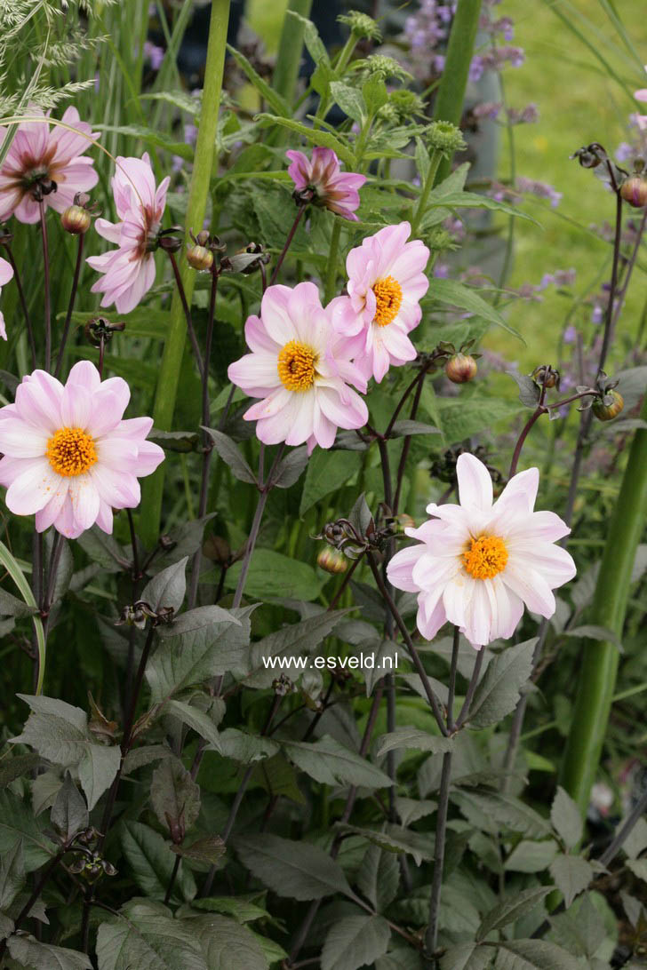 Dahlia 'Bishop of Dover'