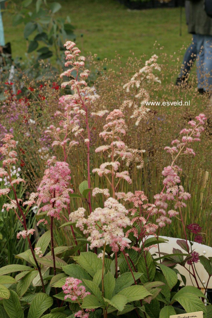 Rodgersia aesculifolia