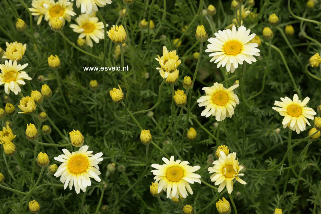 Anthemis tinctoria