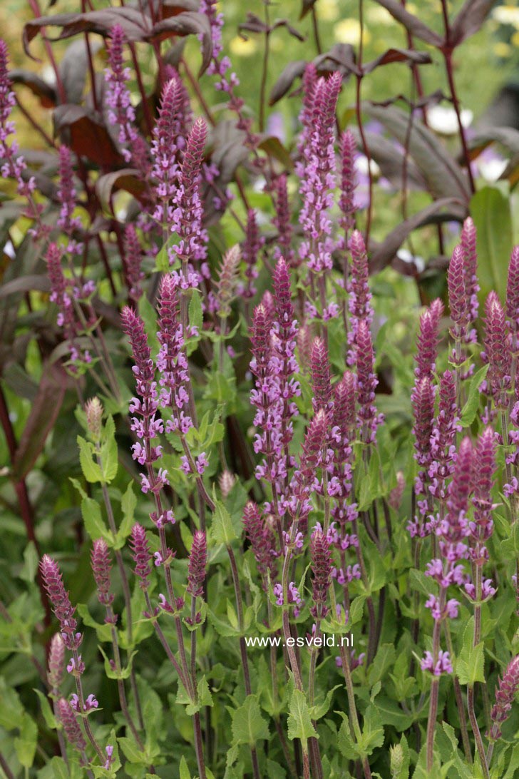 Salvia nemorosa 'Amethyst'