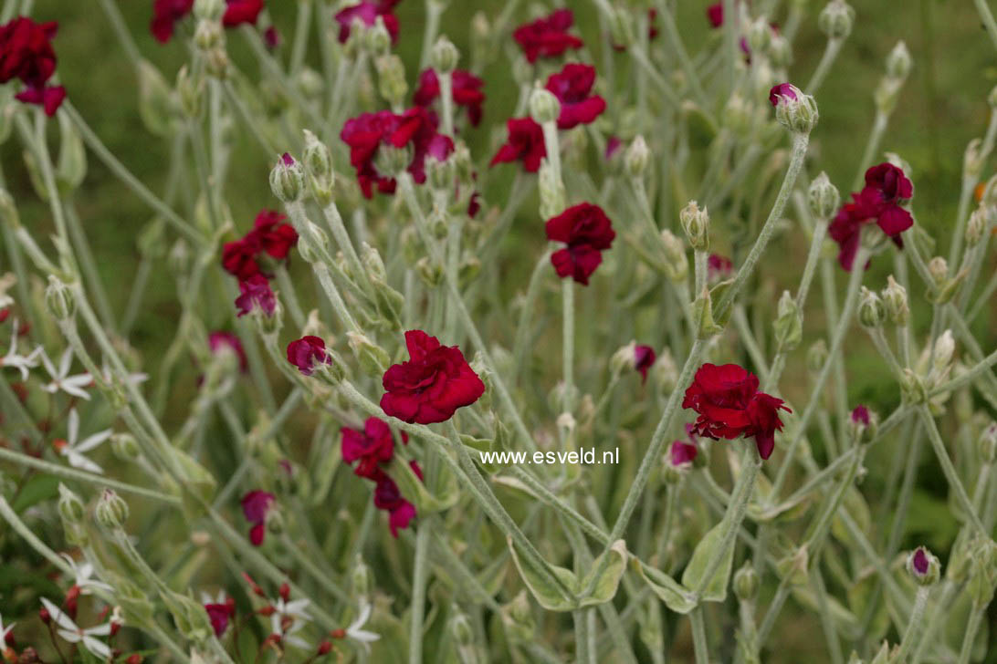 Lychnis coronaria 'Gardeners World'