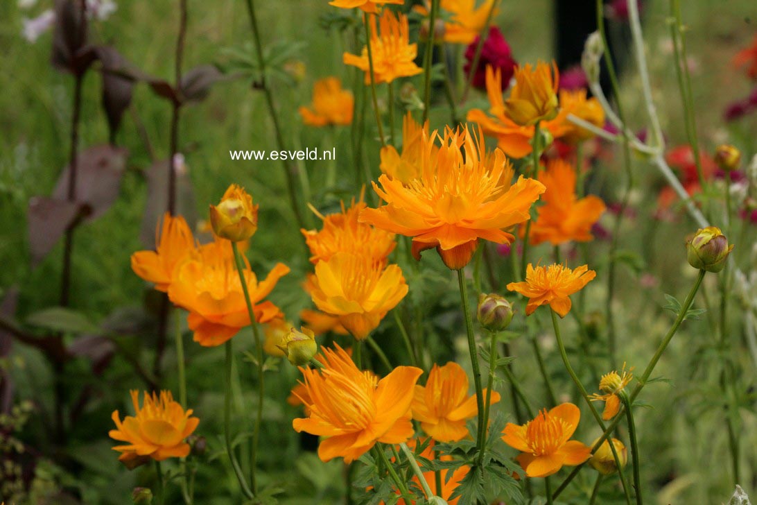 Trollius chinensis 'Golden Queen'