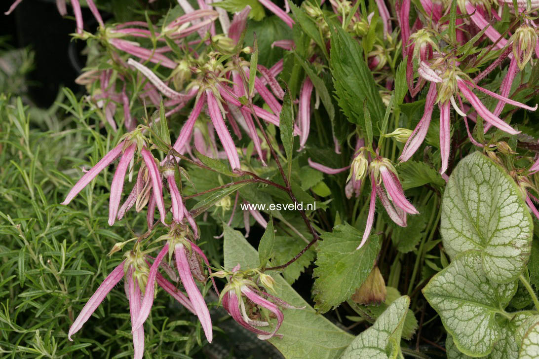 Campanula 'Pink Octopus'