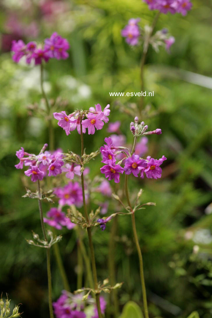 Primula beesiana