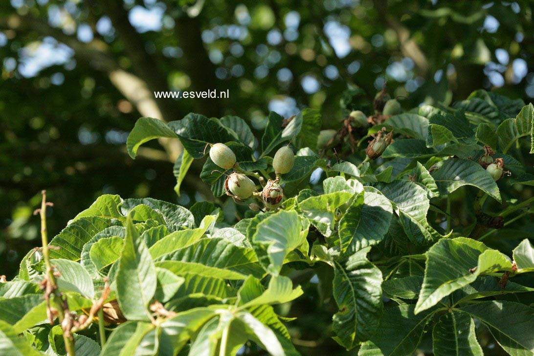 Plantentuin Esveld