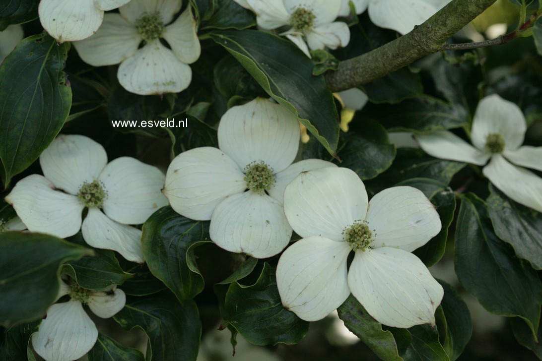 Cornus kousa 'Wieting's Select'