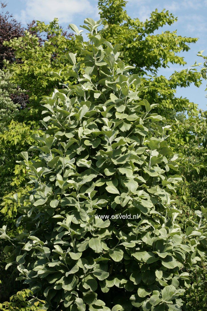 Sorbus wardii