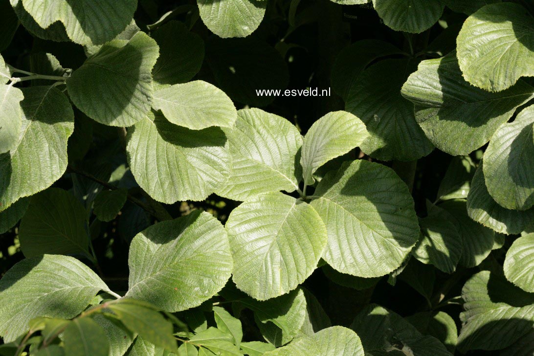 Sorbus wardii