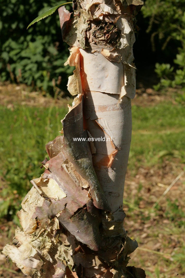 Betula nigra 'Heritage'