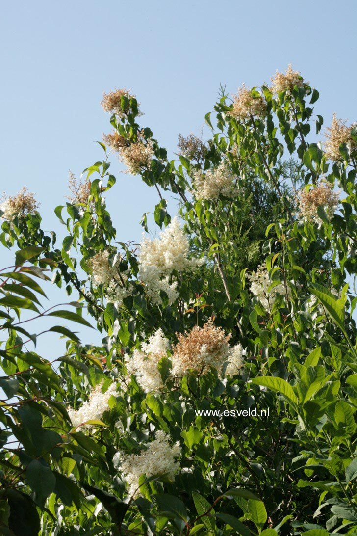 Syringa pekinensis