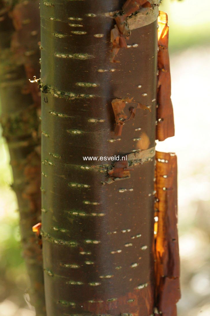 Syringa pekinensis