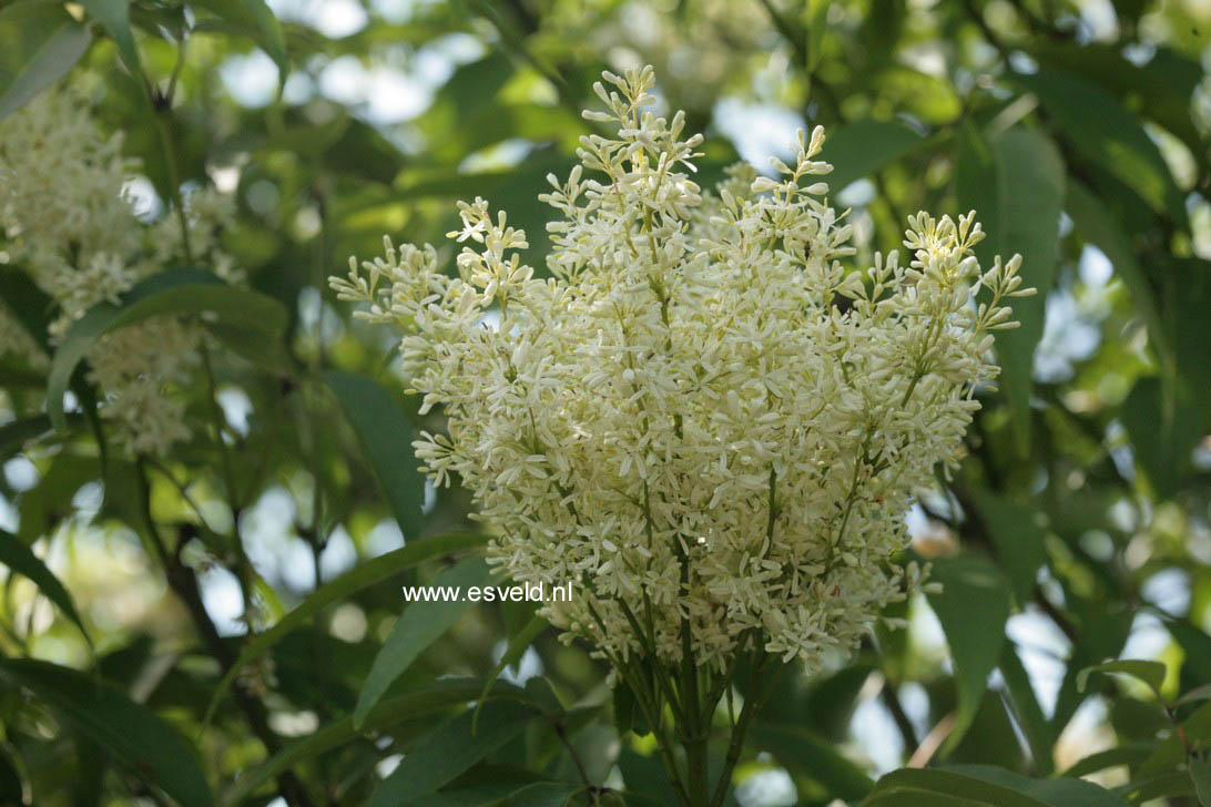 Fraxinus chinensis