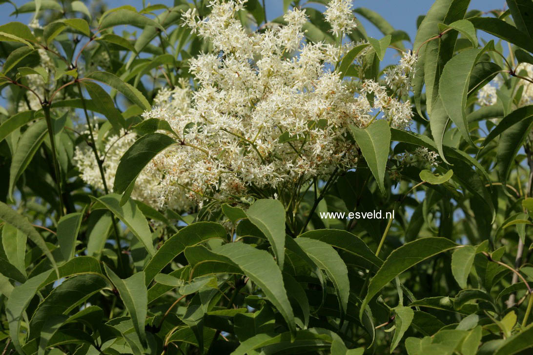 Fraxinus chinensis