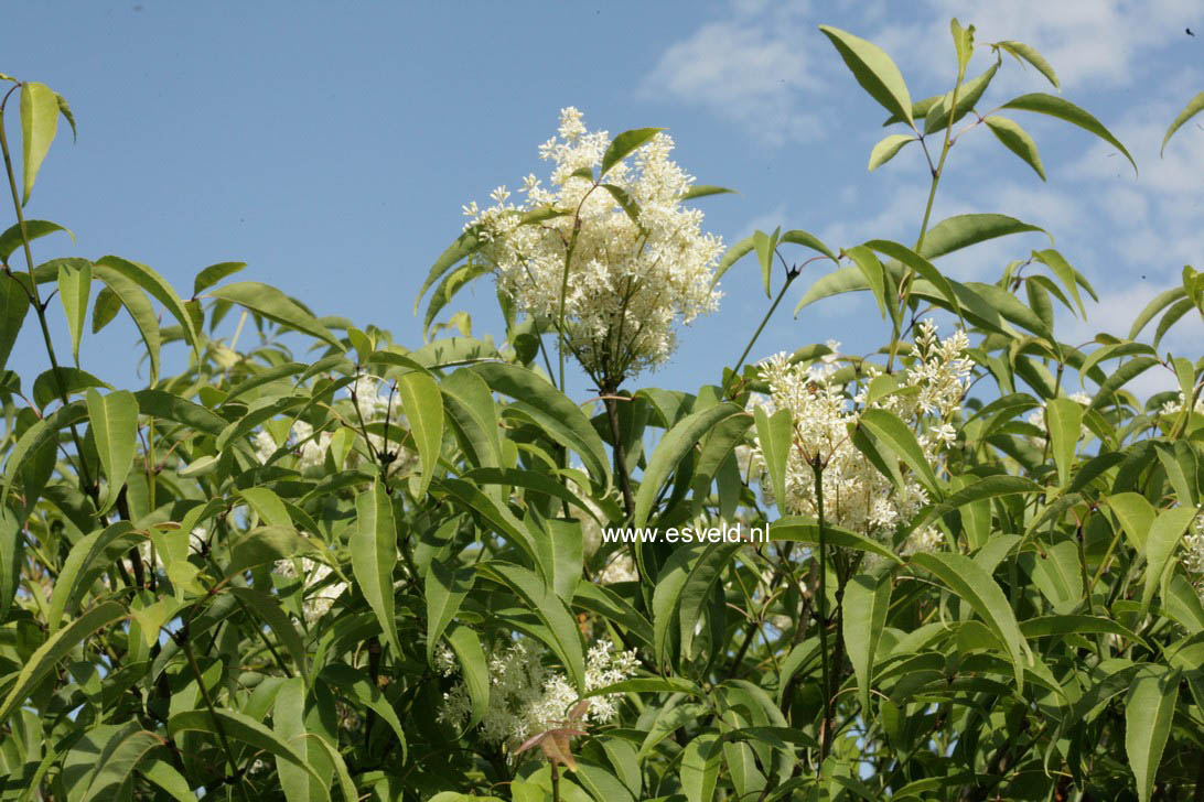 Fraxinus chinensis