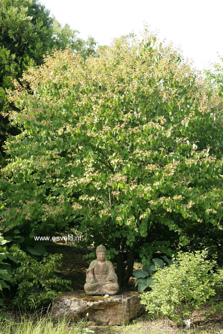 Cercidiphyllum japonicum 'Heronswood Globe'