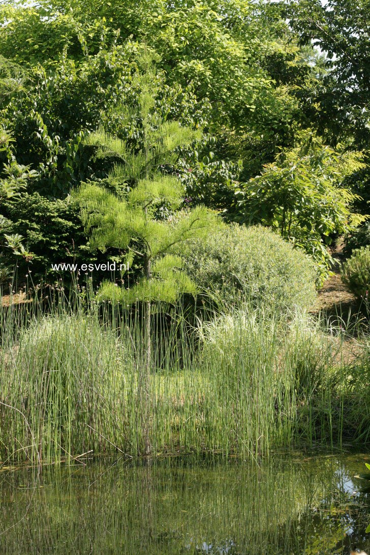 Taxodium distichum var. imbricatum