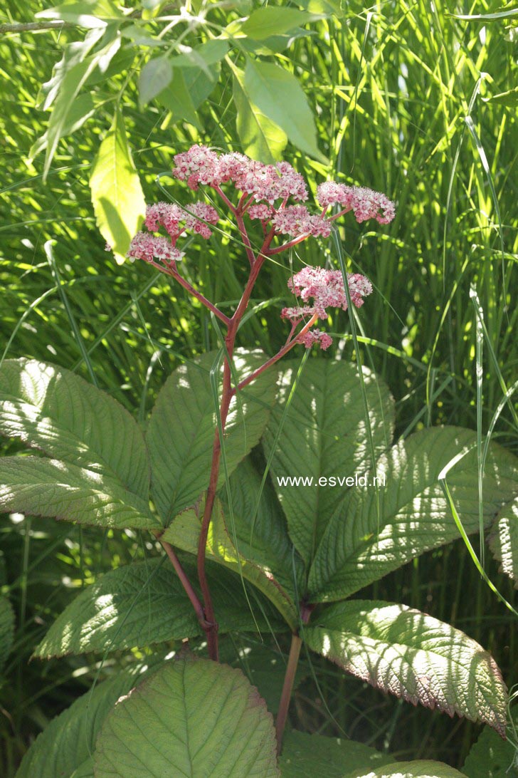 Rodgersia pinnata 'Chocolate Wings'