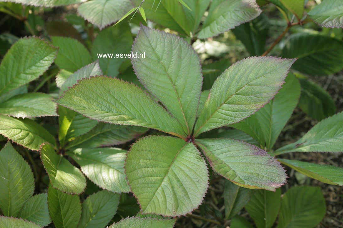 Rodgersia 'Bloody Mary'