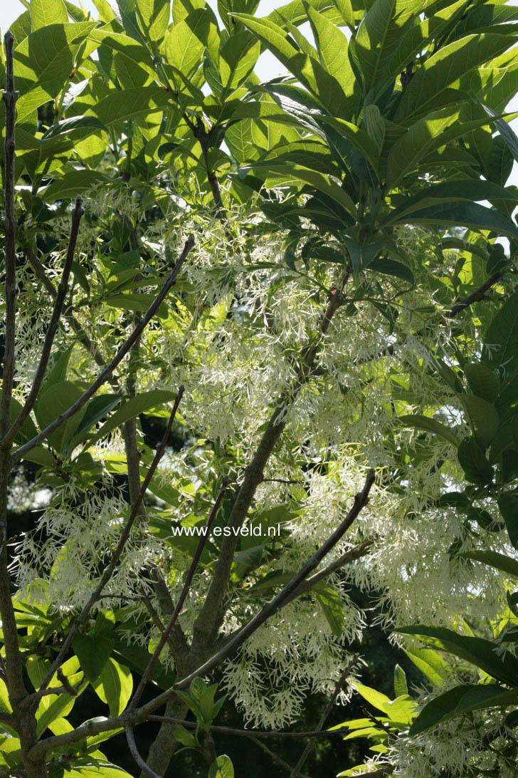 Chionanthus virginicus