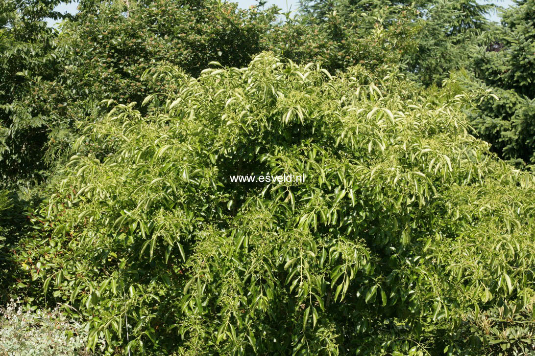 Euonymus grandiflorus 'Red Wine'