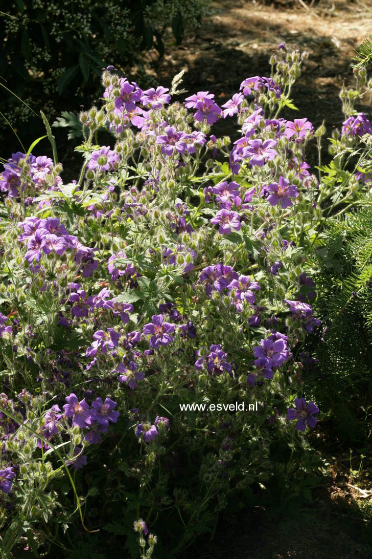 Geranium magnificum