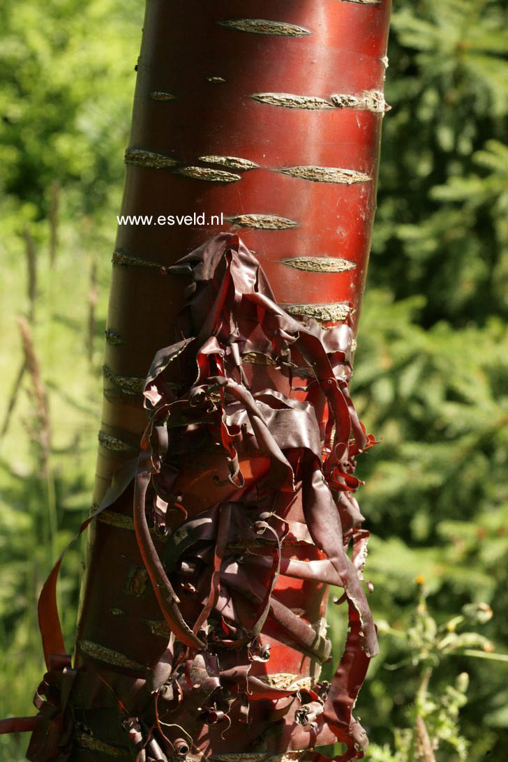 Prunus serrula